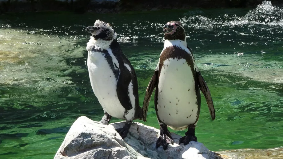Pinguin la grădina zoologică Schönbrunn
