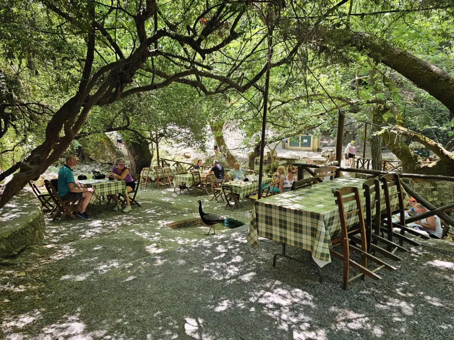 Restaurant la Seven Springs