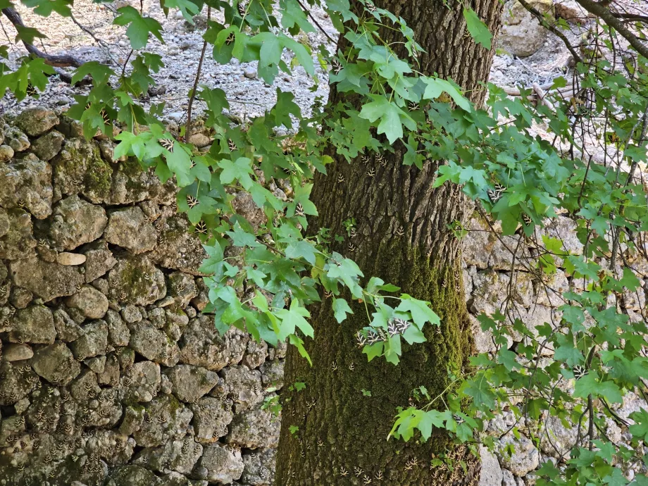 Valea fluturilor