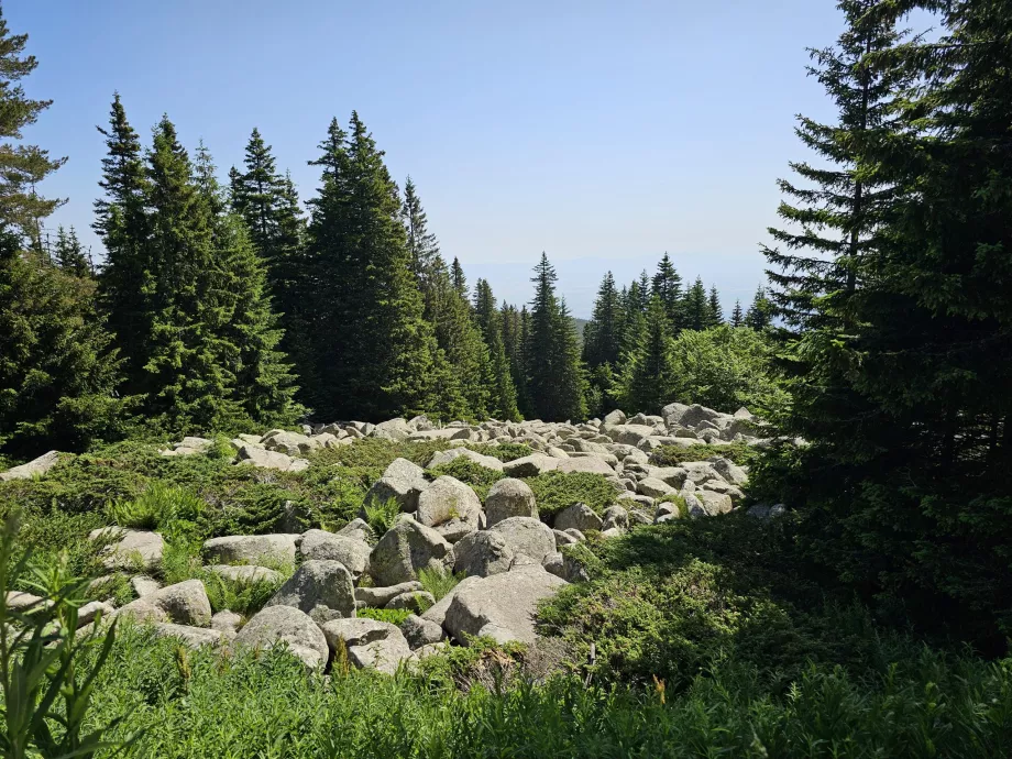 Păduri pe pantele Vitosha