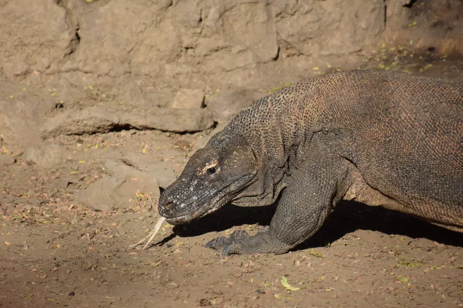 Dragon de Komodo, Insulele Komodo, Indonezia