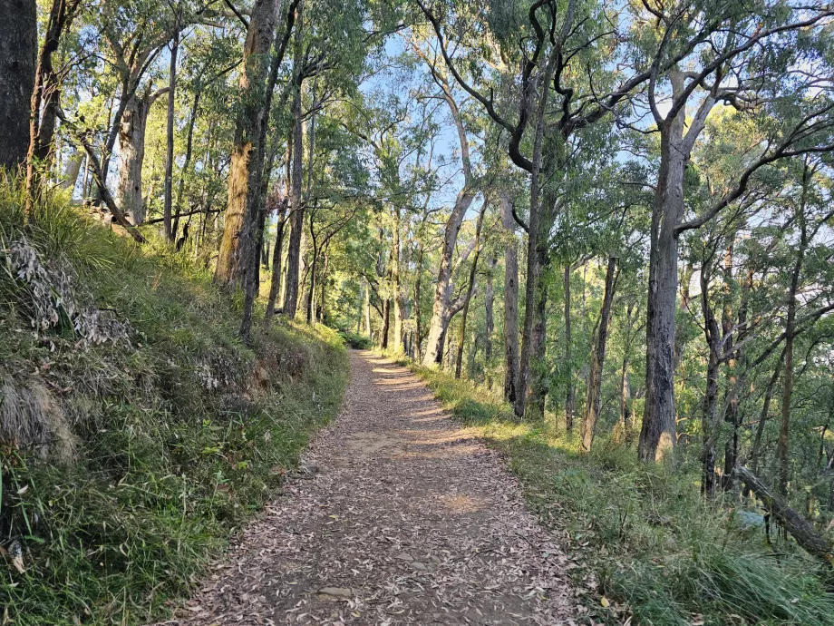 Dandenong Ranges, traseu de drumeție