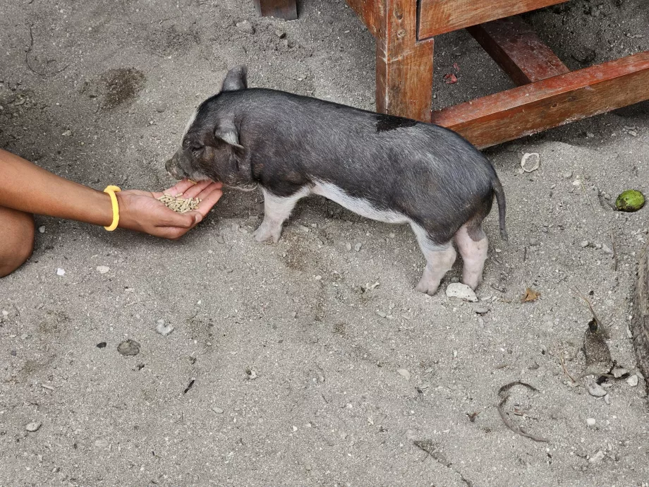 Hrănirea porcilor pe Insula Porcilor