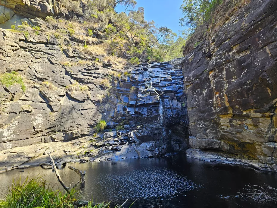 Cascada Sheoak